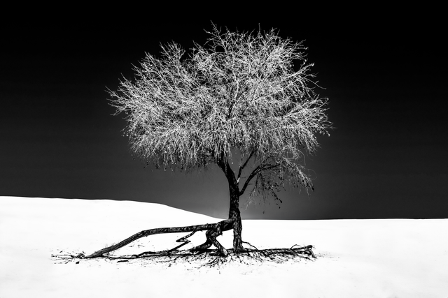 NEW MEXICO: White Sands - Negative Tree