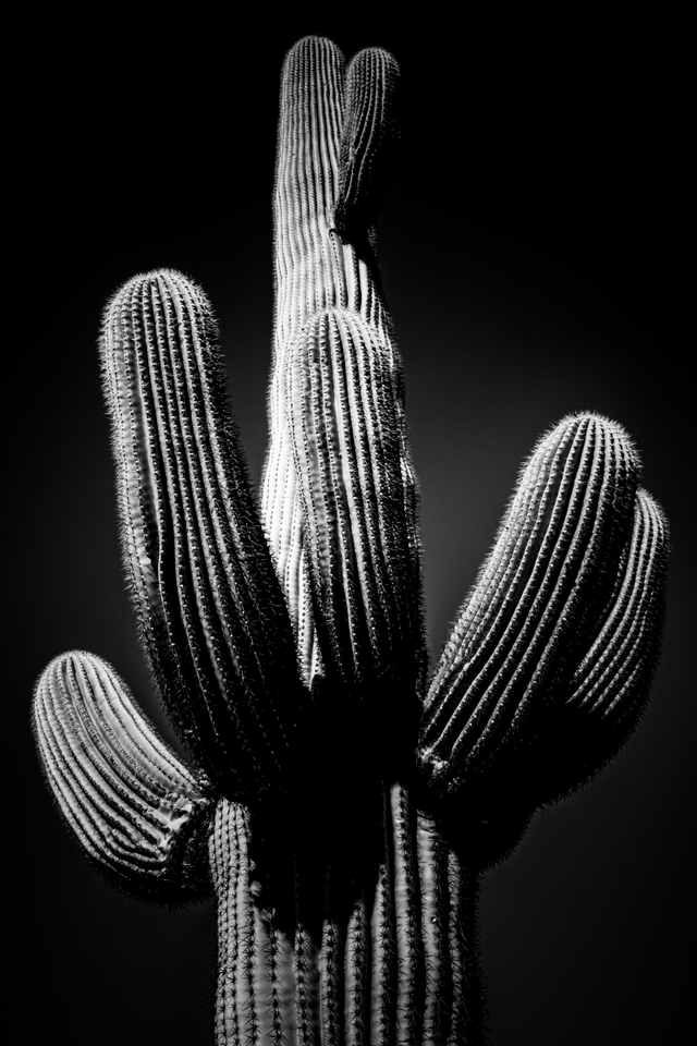 ARIZONA: Tucson Saguaro Cactus