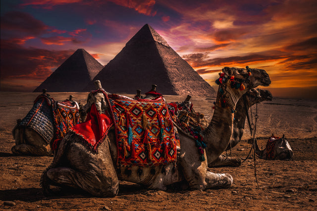 EGYPT: Camels of Egypt